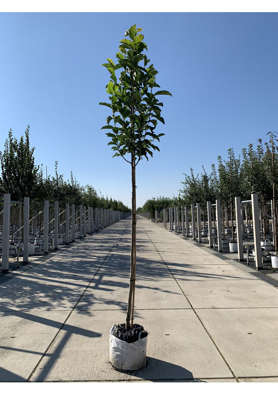 Kobushi Magnolie | Magnolia kobus