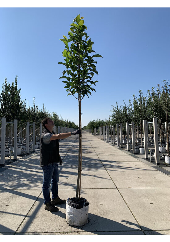 Kobushi Magnolie | Magnolia kobus