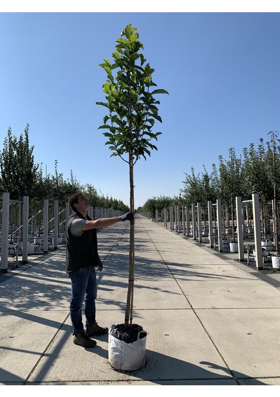 Kobushi Magnolie | Magnolia kobus