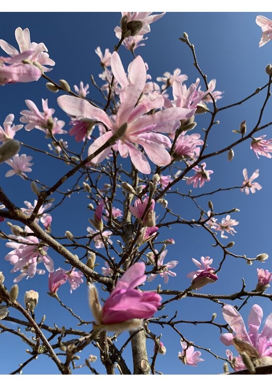 Rosa Stern-Magnolie 'Leonard Messel' | Magnolia loebneri 'Leonard Messel'