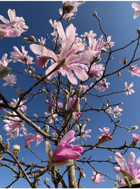 Rosa Stern-Magnolie 'Leonard Messel' | Magnolia loebneri 'Leonard Messel' Rosa Stern-Magnolie 'Leonard Messel' | Magnolia loebneri 'Leonard Messel'