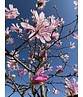 Rosa Stern-Magnolie 'Leonard Messel' | Magnolia loebneri 'Leonard Messel'