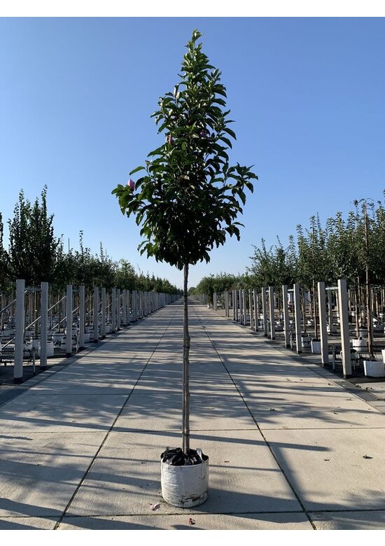 Purpur-Magnolie 'Susan' | Magnolia liliiflora 'Susan'