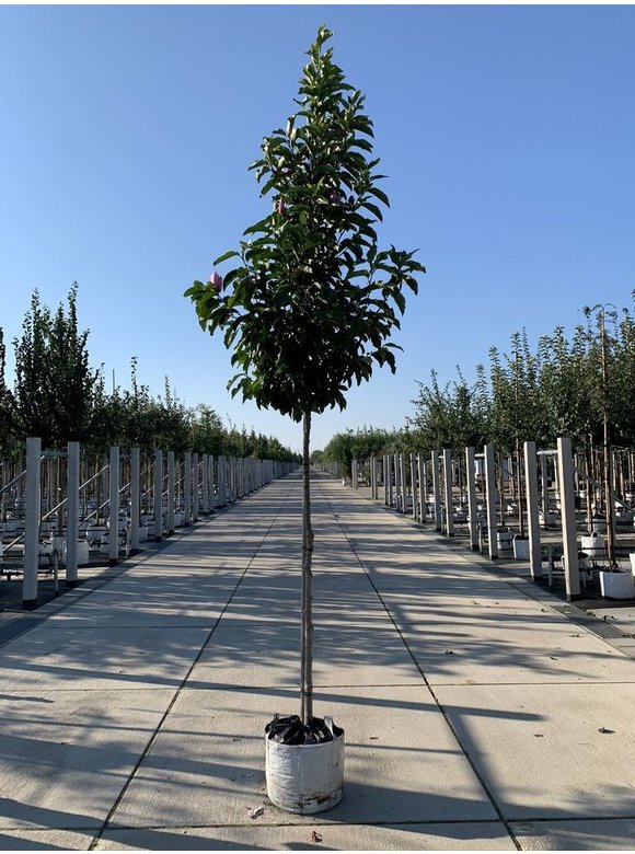 Purpur-Magnolie 'Susan' | Magnolia liliiflora 'Susan' Purpur-Magnolie 'Susan' | Magnolia liliiflora 'Susan'