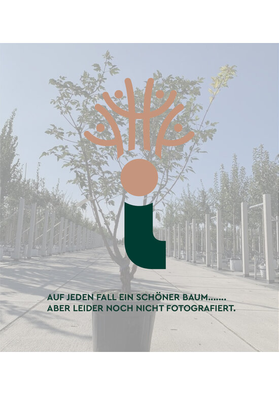 Rote Zaubernuss 'Ruby Glow' - Mehrstämmig | Hamamelis intermedia 'Ruby Glow'