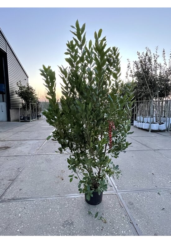 Erdbeerbaum Mehrstämmig | Arbutus unedo Erdbeerbaum Mehrstämmig | Arbutus unedo