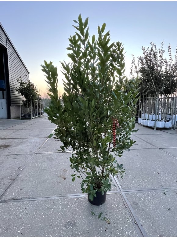 Erdbeerbaum - Mehrstämmig | Arbutus unedo Erdbeerbaum - Mehrstämmig | Arbutus unedo