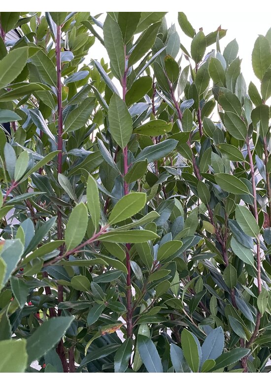 Erdbeerbaum Mehrstämmig | Arbutus unedo Erdbeerbaum Mehrstämmig | Arbutus unedo