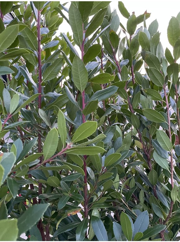 Erdbeerbaum - Mehrstämmig | Arbutus unedo Erdbeerbaum - Mehrstämmig | Arbutus unedo