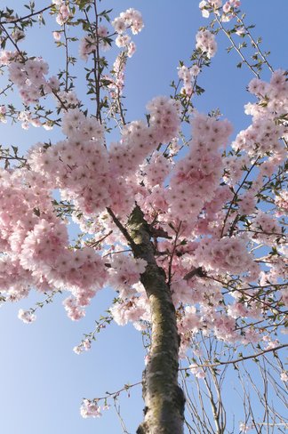 Zierkirsche 'Accolade' | Prunus 'Accolade' Zierkirsche 'Accolade' | Prunus 'Accolade'