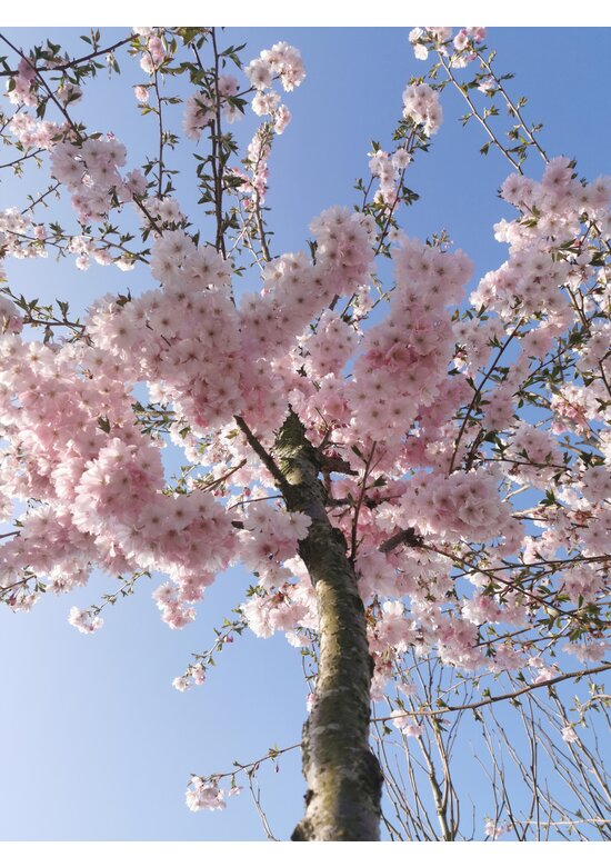 Zierkirsche 'Accolade' | Prunus 'Accolade'