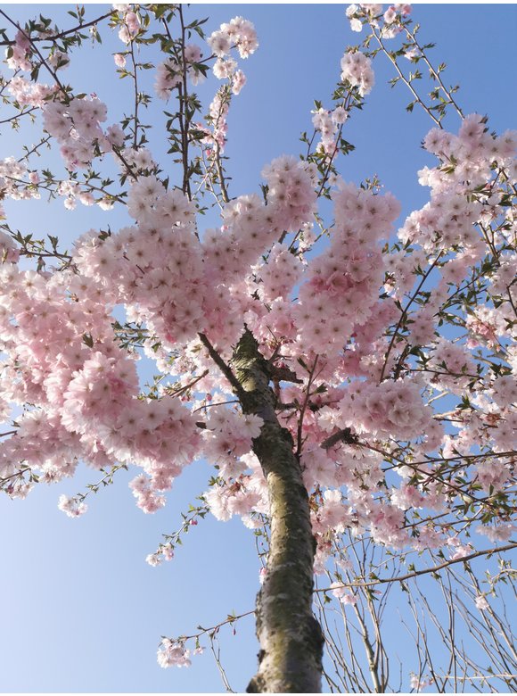 Frühlingskirsche - Zierkirsche 'Accolade' | Prunus 'Accolade' Frühlingskirsche - Zierkirsche 'Accolade' | Prunus 'Accolade'