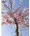 Venovi GmbH Zierkirsche 'Accolade' | Prunus 'Accolade'