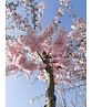 Zierkirsche 'Accolade' | Prunus 'Accolade' Zierkirsche 'Accolade' | Prunus 'Accolade'