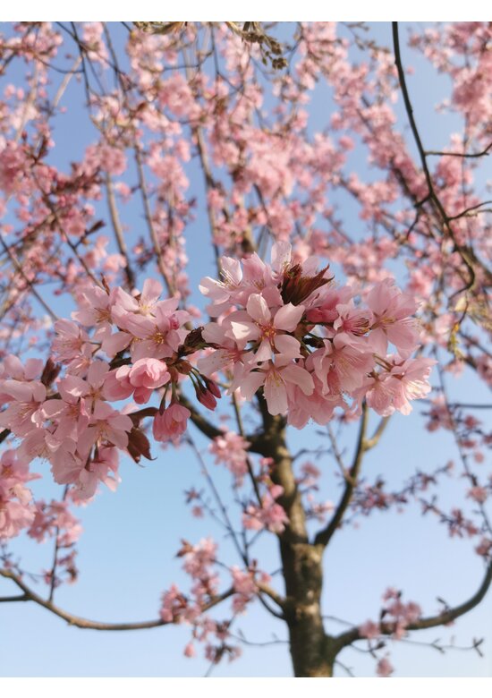 Japanische Nelkenkirsche 'Royal Burgundy' | Prunus serrulata 'Royal Burgundy'