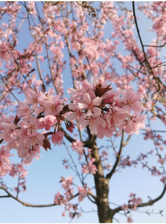 Japanische Nelkenkirsche 'Royal Burgundy' | Prunus serrulata 'Royal Burgundy' Japanische Nelkenkirsche 'Royal Burgundy' | Prunus serrulata 'Royal Burgundy'