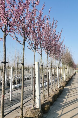 Japanische Nelkenkirsche 'Royal Burgundy' | Prunus serrulata 'Royal Burgundy'