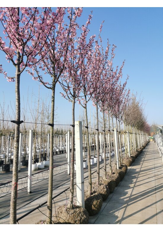 Japanische Nelkenkirsche 'Royal Burgundy' | Prunus serrulata 'Royal Burgundy'