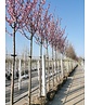Japanische Nelkenkirsche 'Royal Burgundy' | Prunus serrulata 'Royal Burgundy'