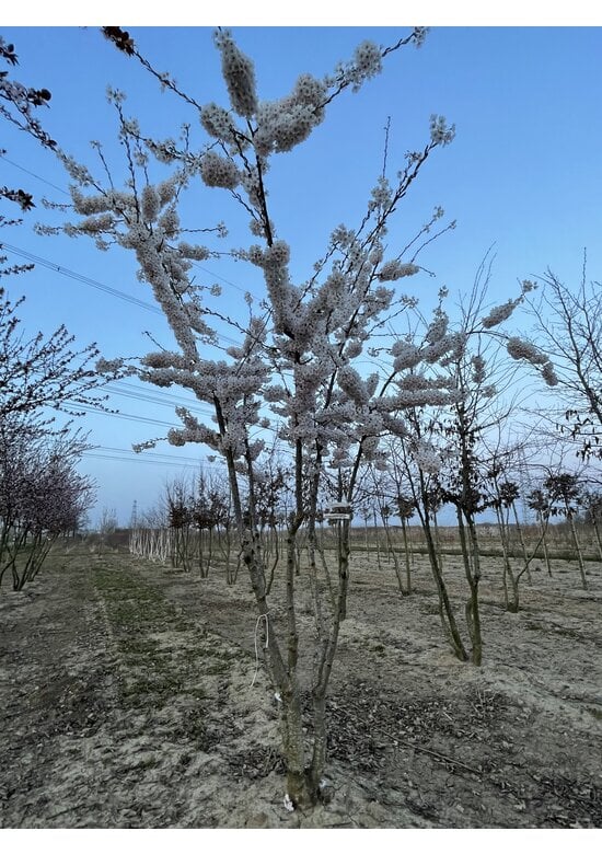 Tokio Kirsche - Mehrstämmig | Prunus yedoensis