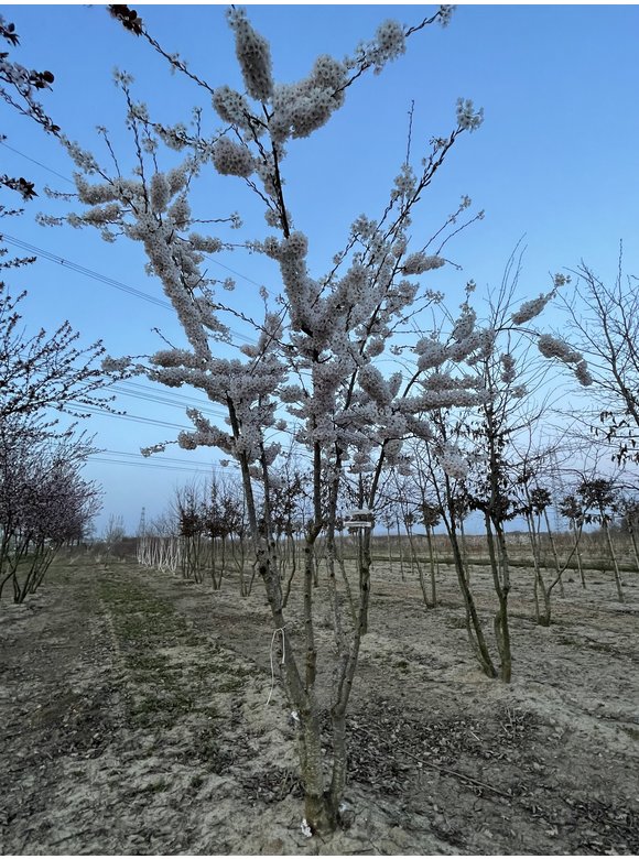 Tokio Kirsche - Mehrstämmig | Prunus yedoensis Tokio Kirsche - Mehrstämmig | Prunus yedoensis