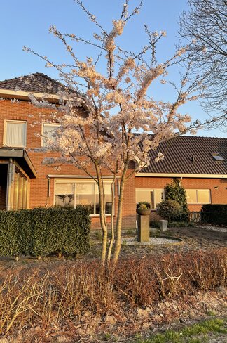 Tokio Kirsche - Mehrstämmig | Prunus yedoensis