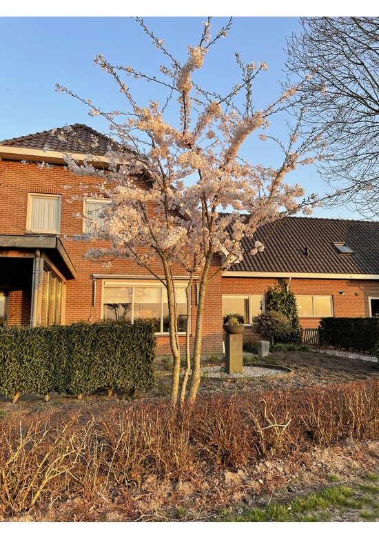 Tokio Kirsche - Mehrstämmig | Prunus yedoensis