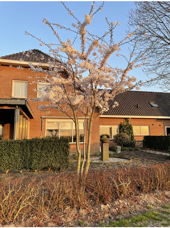 Tokio Kirsche - Mehrstämmig | Prunus yedoensis Tokio Kirsche - Mehrstämmig | Prunus yedoensis