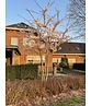 Tokio Kirsche - Mehrstämmig | Prunus yedoensis