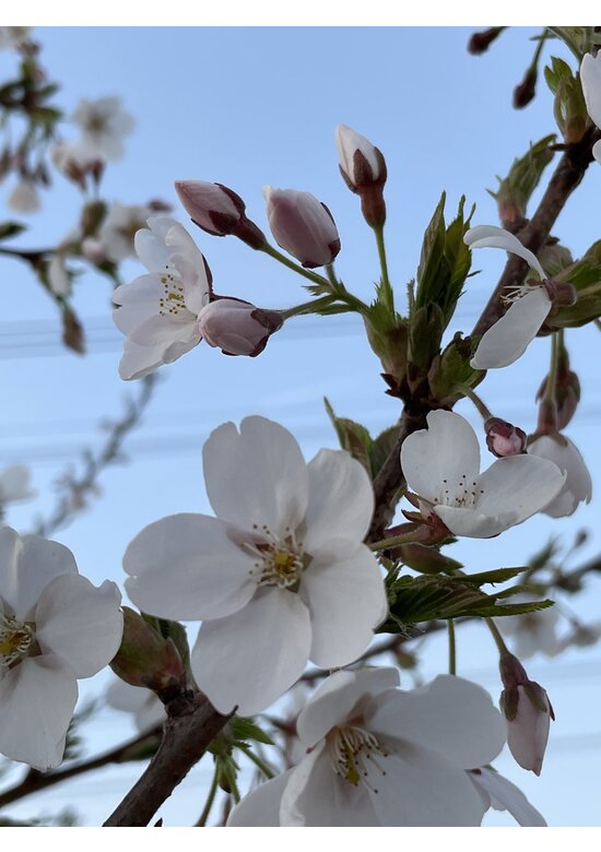Tokio Kirsche - Mehrstämmig | Prunus yedoensis
