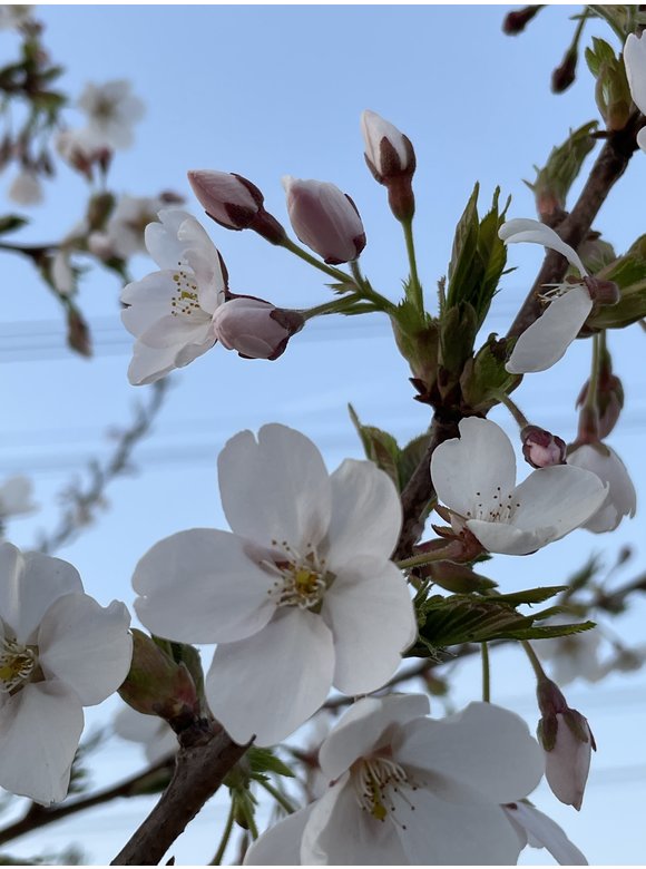 Tokio Kirsche - Mehrstämmig | Prunus yedoensis Tokio Kirsche - Mehrstämmig | Prunus yedoensis