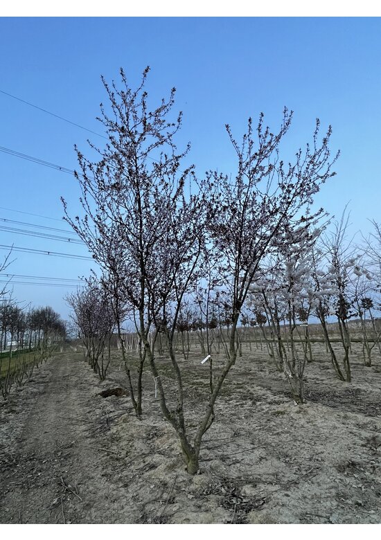 Blutpflaume Mehrstämmig 'Nigra' | Prunus cerasifera 'Nigra'