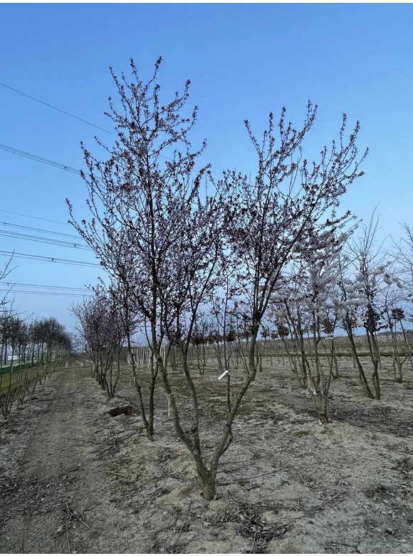 Blutpflaume 'Nigra' - Mehrstämmig | Prunus cerasifera 'Nigra' Blutpflaume 'Nigra' - Mehrstämmig | Prunus cerasifera 'Nigra'