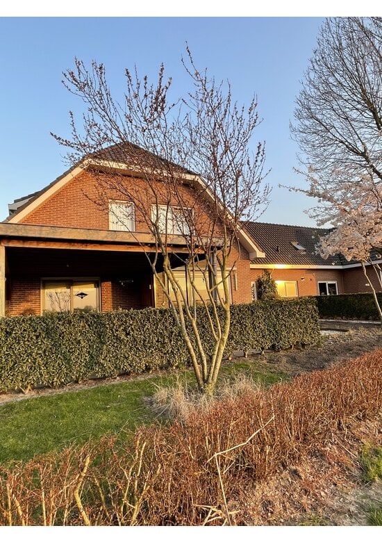 Blutpflaume Mehrstämmig 'Nigra' | Prunus cerasifera 'Nigra'