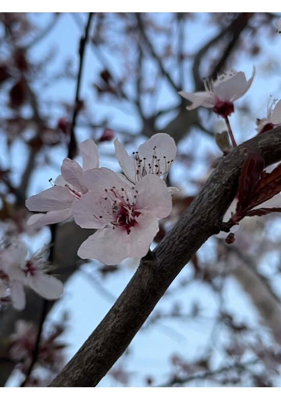 Blutpflaume Mehrstämmig 'Nigra' | Prunus cerasifera 'Nigra'