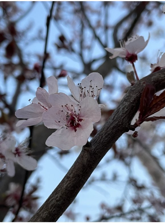 Blutpflaume 'Nigra' - Mehrstämmig | Prunus cerasifera 'Nigra' Blutpflaume 'Nigra' - Mehrstämmig | Prunus cerasifera 'Nigra'