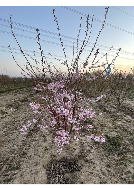 Zierkirsche 'Accolade' - Mehrstämmig | Prunus 'Accolade' Zierkirsche 'Accolade' - Mehrstämmig | Prunus 'Accolade'