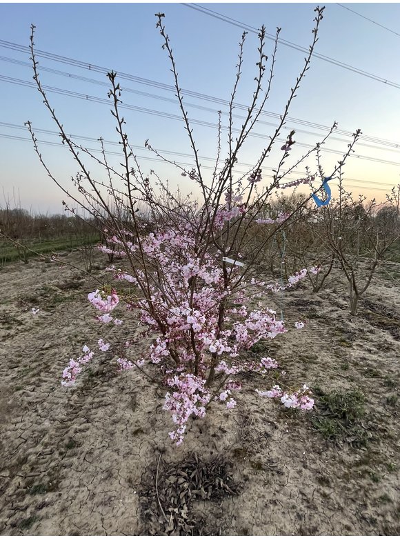 Zierkirsche 'Accolade' - Mehrstämmig | Prunus 'Accolade' Zierkirsche 'Accolade' - Mehrstämmig | Prunus 'Accolade'