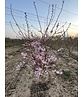 Zierkirsche 'Accolade' - Mehrstämmig | Prunus 'Accolade' Zierkirsche 'Accolade' - Mehrstämmig | Prunus 'Accolade'