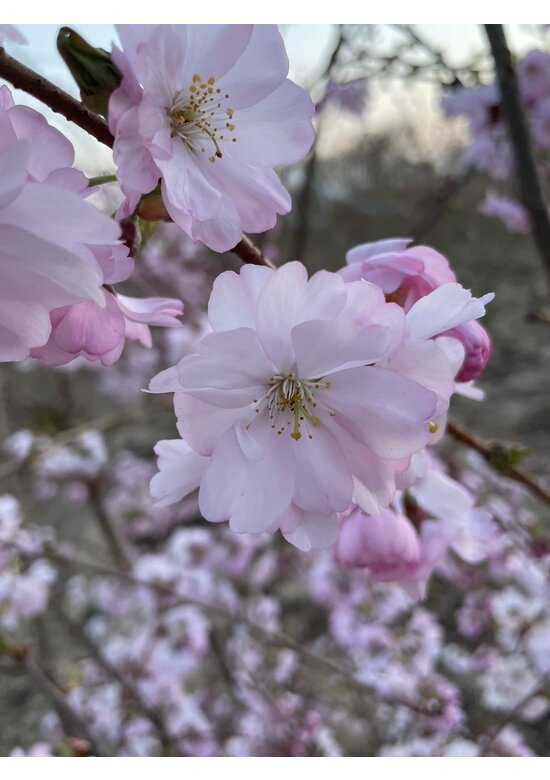 Zierkirsche 'Accolade' - Mehrstämmig | Prunus 'Accolade' Zierkirsche 'Accolade' - Mehrstämmig | Prunus 'Accolade'