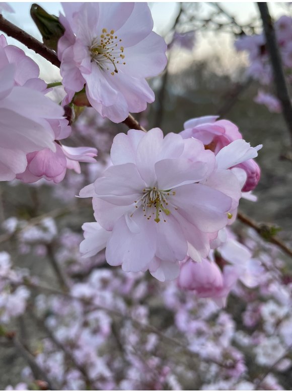 Zierkirsche 'Accolade' - Mehrstämmig | Prunus 'Accolade' Zierkirsche 'Accolade' - Mehrstämmig | Prunus 'Accolade'