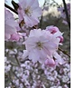 Zierkirsche 'Accolade' - Mehrstämmig | Prunus 'Accolade'