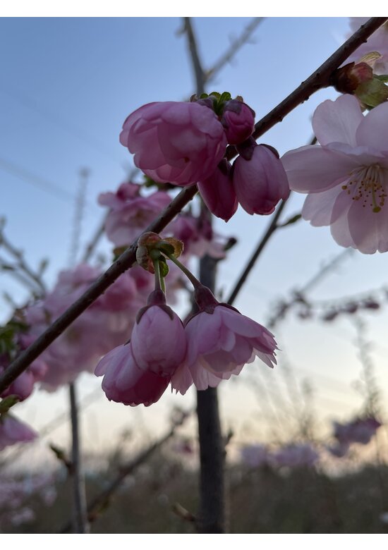 Zierkirsche 'Accolade' - Mehrstämmig | Prunus 'Accolade' Zierkirsche 'Accolade' - Mehrstämmig | Prunus 'Accolade'