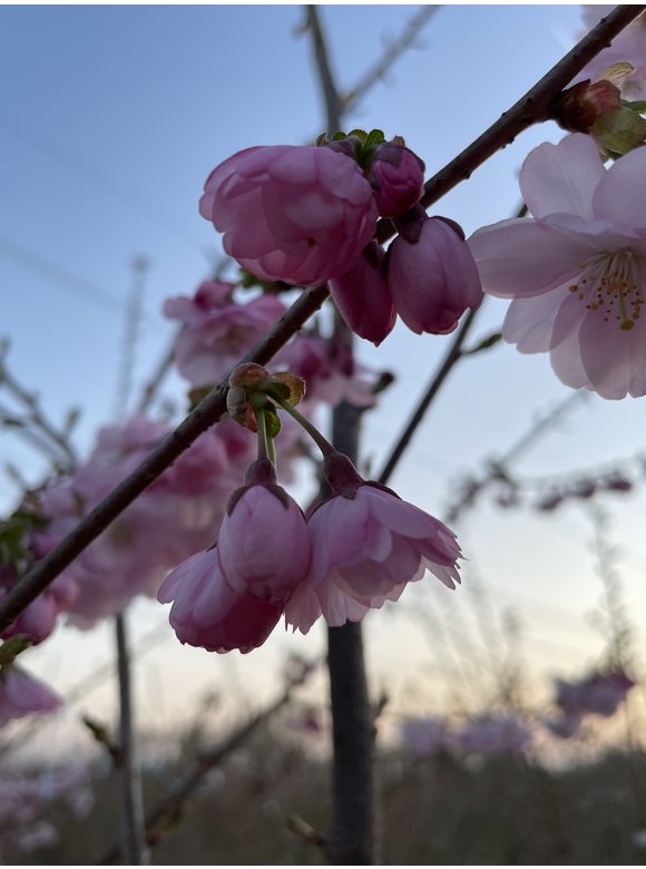 Zierkirsche 'Accolade' - Mehrstämmig | Prunus 'Accolade' Zierkirsche 'Accolade' - Mehrstämmig | Prunus 'Accolade'