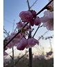 Zierkirsche 'Accolade' - Mehrstämmig | Prunus 'Accolade' Zierkirsche 'Accolade' - Mehrstämmig | Prunus 'Accolade'