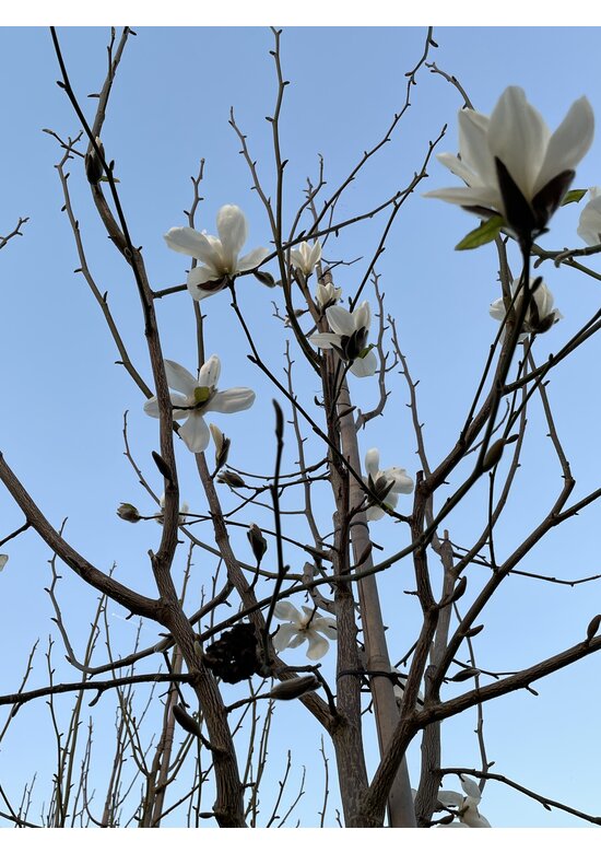 Kobushi Magnolie | Magnolia kobus