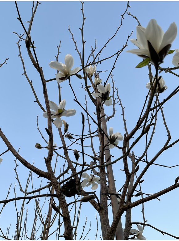 Kobushi-Magnolie - Baum-Magnolie | Magnolia kobus Kobushi-Magnolie - Baum-Magnolie | Magnolia kobus