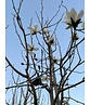 Kobushi Magnolie | Magnolia kobus