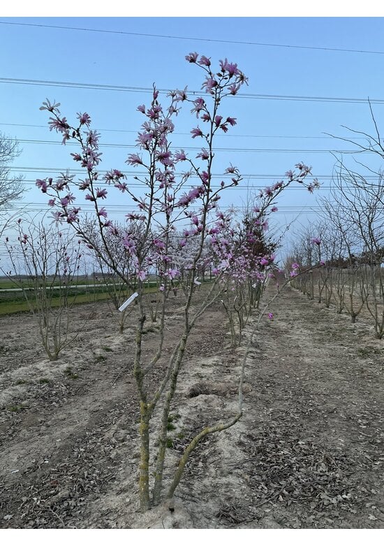 Rosa Stern-Magnolie 'Leonard Messel' - Mehrstämmig | Magnolia loebneri 'Leonard Messel'