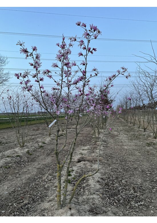 Rosa Stern-Magnolie 'Leonard Messel' - Mehrstämmig | Magnolia loebneri 'Leonard Messel'
